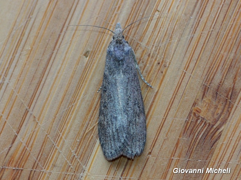 Lamoria anella? S